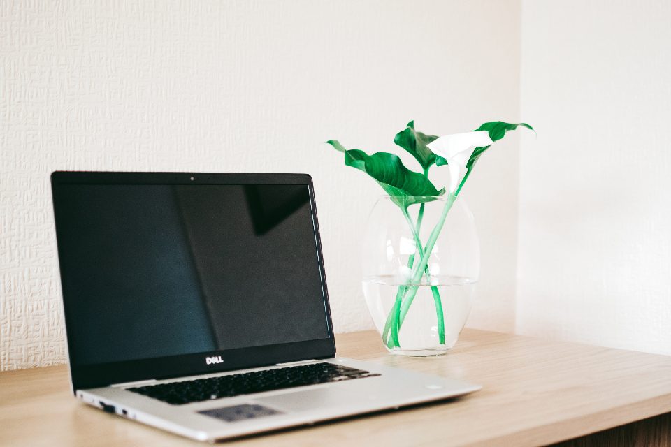 Laptop on a desk beside a plant