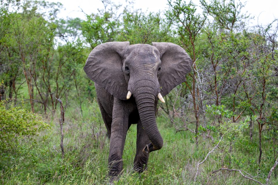 Elephant walking through the bush